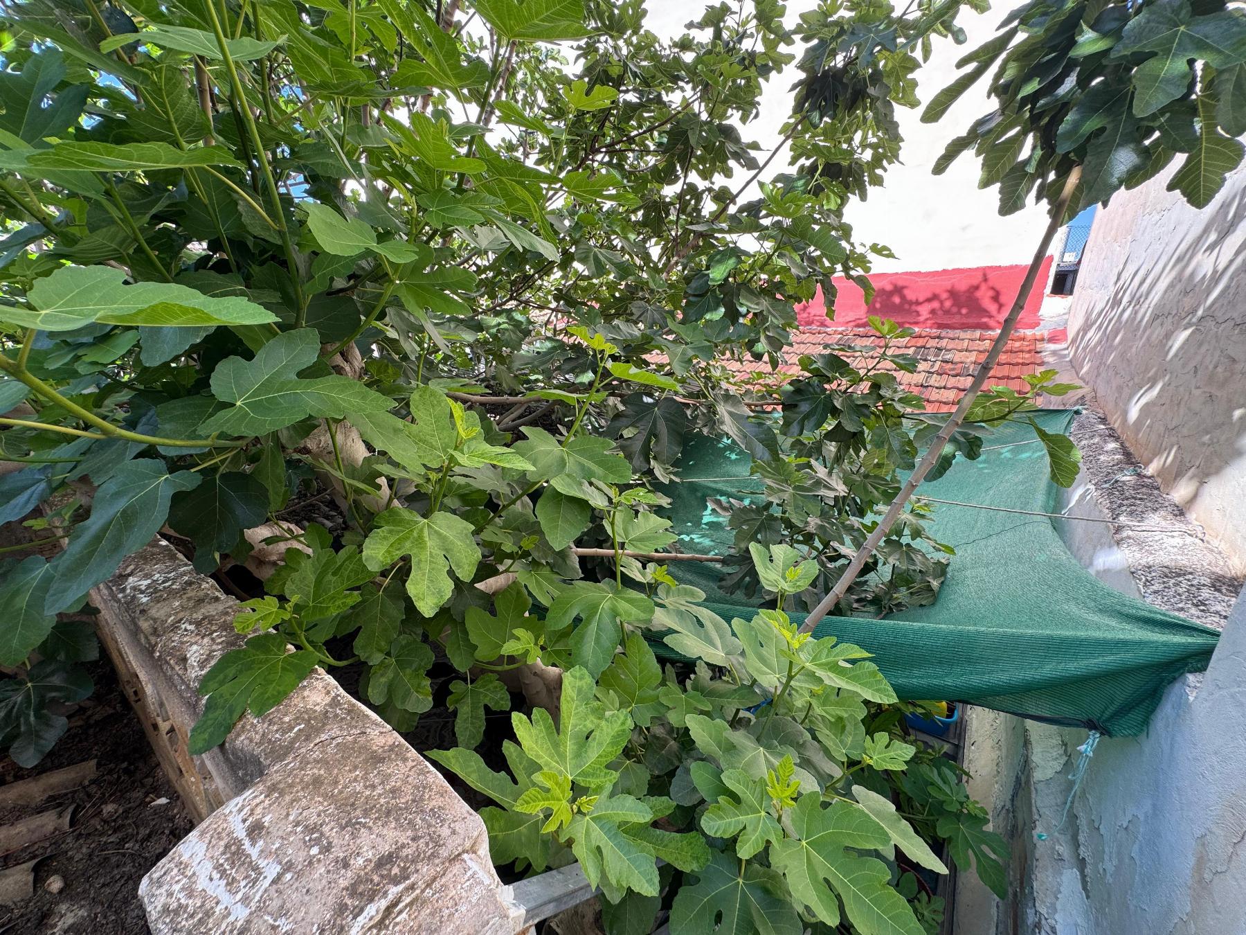 Casa en venta en Benejúzar